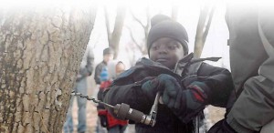 A young boy learns how to tap a tree for sap at the Indian Creek Nature Center. Participants can learn about how maple syrup is made at the 30th Maple Syrup Festival in Cedar Rapids. (photo/Indian Creek Nature Center.)  
