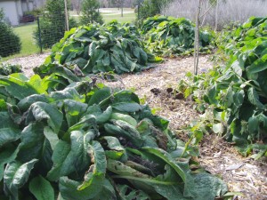 Mount Vernon, Iowa City and Anamosa groups offer free gardening workshops