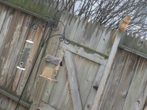 It was only a matter of time before this seemingly innocent squirrel in northeast Cedar Rapids took a leap onto the goods:  bird feeders full of seeds. (photo/Cindy Hadish)