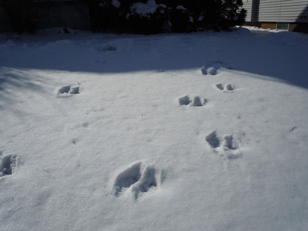 These mystery tracks were made in the snow in northeast Cedar Rapids in early February 2013. (photo/Cindy Hadish)