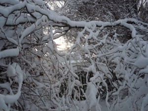 Snow covers the branches of a corkscrew willow following a January 2013 snowstorm in Cedar Rapids. (photo/Cindy Hadish)