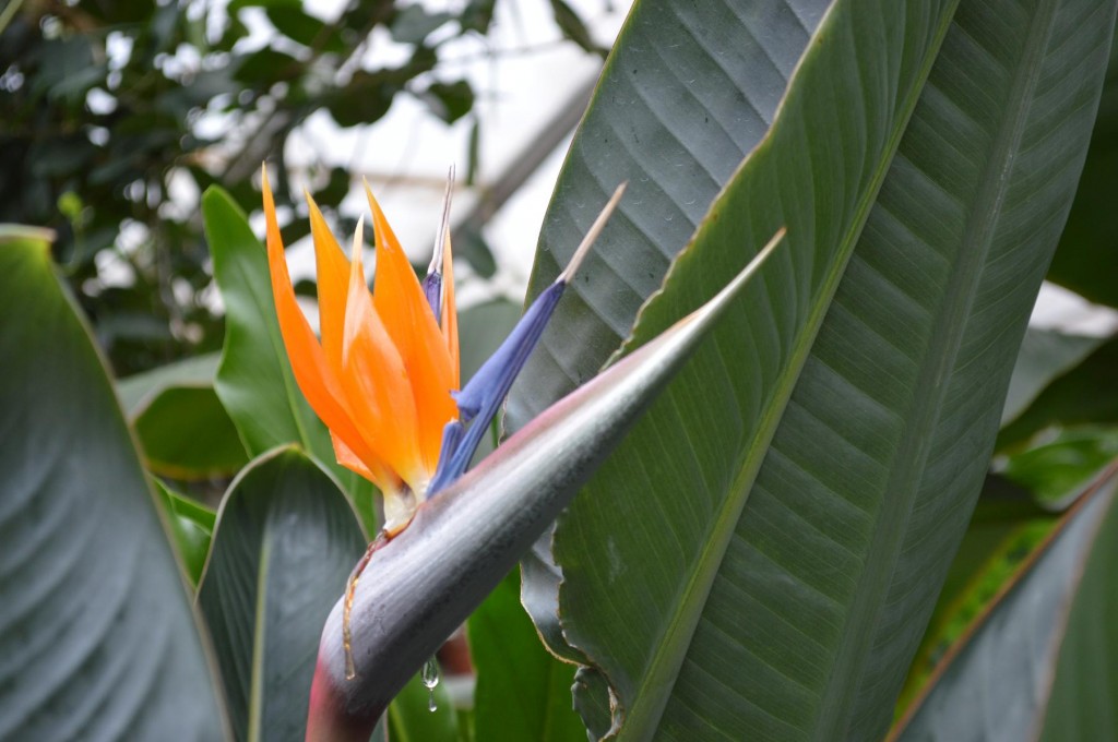 The tropical Bird of Paradise plant blooms at the Noelridge Greenhouse in Cedar Rapids, Iowa. (photo/Cindy Hadish)