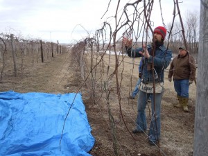 Instructor Lucas McIntire examines grapevines at the Kirkwood vineyard in Cedar Rapids, Iowa, on Tuesday, March 26, 2013. (photo/Cindy Hadish)