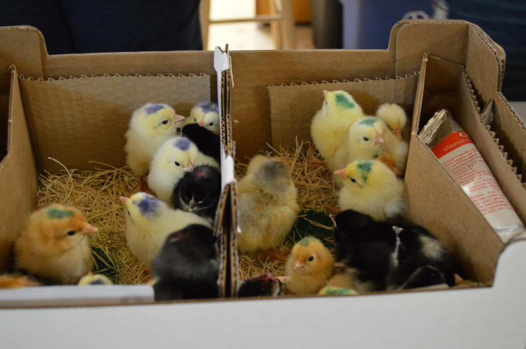 Easter weekend photo gallery: chicks, bunnies and greenhouse flowers