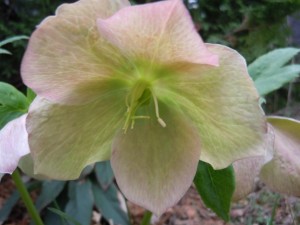 A hellebore blooms in March 2012 in Cedar Rapids, Iowa. Spring flowers in 2013 are behind the pace set last year when Iowa experienced unusually early warm temperatures. (photo/Cindy Hadish)