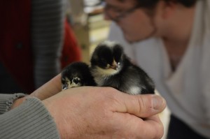 Chicks from the Murray McMurray Hatchery in Webster City, Iowa, are handed out at the Indian Creek Nature Center in Cedar Rapids on Saturday, March 30, 2013. (photo/Cindy Hadish)