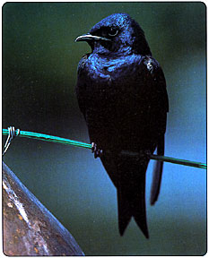 The adult male Purple Martin is entirely glossy purple-black, or steel-blue. (photo/Purple Martin Conservation Association)