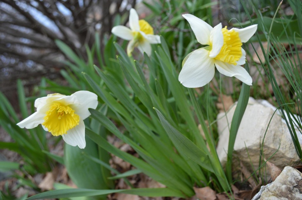 Daffodils open on Earth Day, April 22, 2013. (photo/Cindy Hadish)