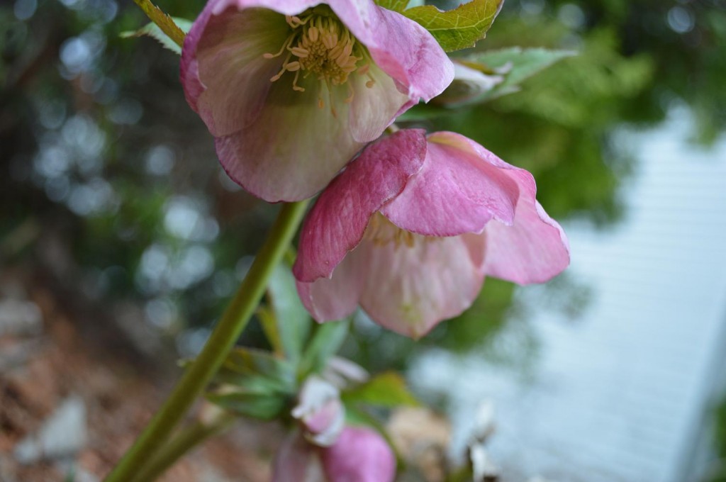 Lenten rose, or hellebore, in bloom. (photo/Cindy Hadish)
