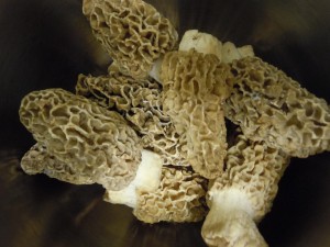 March of the morel mushroom season