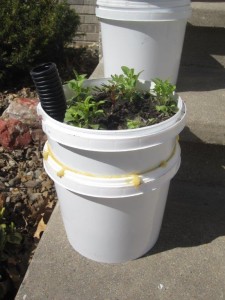 These self watering pots will be sold during the Benton County Master Gardener Extravaganza and Plant sale on Saturday, May 11, 2013. (photo/Kathy Janss) 