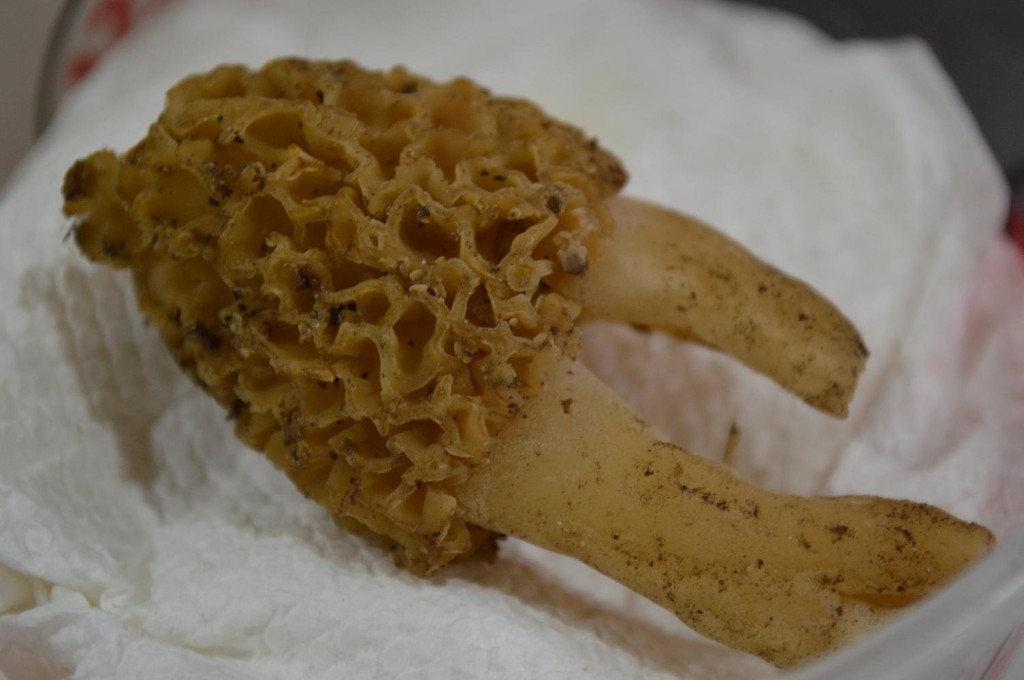 This double-morel took honors as the most unusual during the mushroom contest Saturday, May 18, 2013, at Houby Days in Czech Village. (photo/Cindy Hadish)
