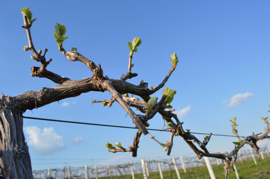 Grapevines, such as this variety, known as GR-7, finally moved beyond the bud stage and begin to leaf out on May 7, 2013. (photo/Cindy Hadish)