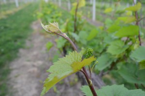 Viticulture: Playing with fire