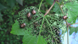 Ja[anese beetles can defoliate a vineyard, turning leaves to lace. (photo/Cindy Hadish)