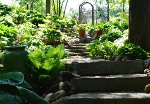 The Jay and Nancy McWherter garden on the Linn County Master Gardener Walk has more than 1,000 varieties of hosta. (Jay McWherter photo)
