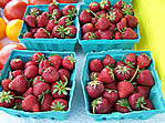 Strawberries are among the produce sold by vendors. (photo/Oxford, Iowa,  Farmers Market)