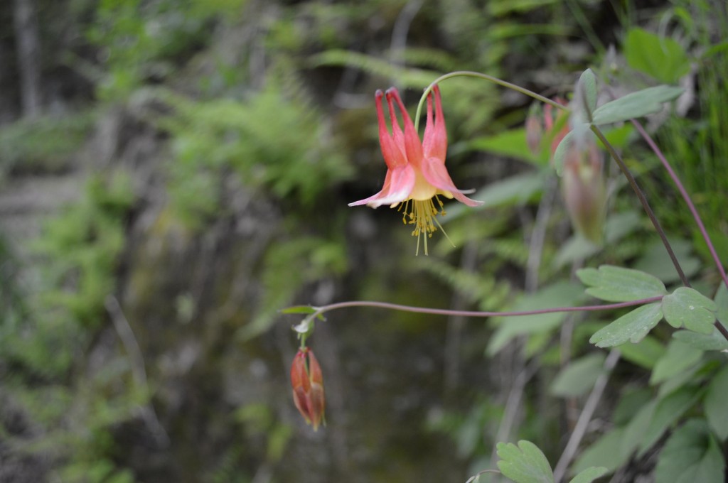 Red and yellow wild columbine grow from crevices in the bluffs of Wapsipinicon State Park near Anamosa. A variety of wildflowers and wildlife can be seen along the park's multi-use trail system. (photo/Cindy Hadish)