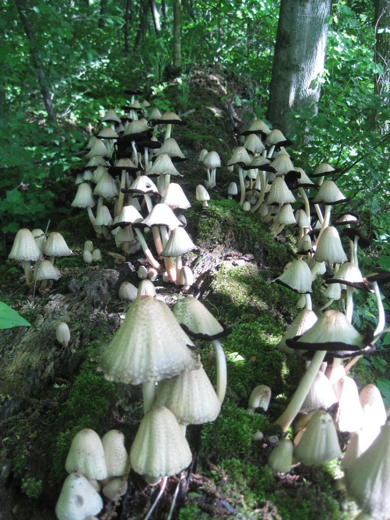 Common inky cap (photo/Dave DeWitte)