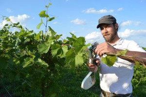 Kirkwood Community College instructor, Lucas McIntire, demonstrates using a Tapener during a viticulture class in June 2013 in Cedar Rapids, Iowa. (photo/Cindy Hadish)