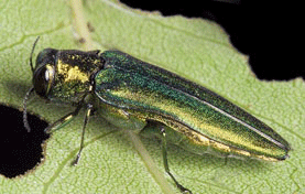 Emerald Ash Borer found in Burlington, Iowa; invasive pest devastating to ash trees