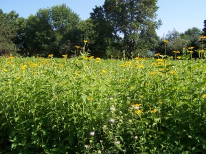 Dave Mahlke's restored prairie in Cedar Rapids will be the subject of a free prairie walk on Tuesday, July 23, 2013. (photo/Linn County ISU Extension)  