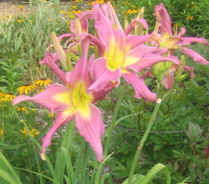 Colorful daylilies and lilies peaking perfectly for open garden near Central City, Iowa