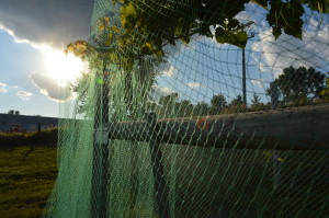 Once the netting is applied, the vineyard rows become a series of ghostly green apparitions, with nets gracefully draping from the vines. (photo/Cindy Hadish)