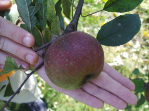 This has been an exceptional year for apples in Iowa, after a dismal season in 2012. Trees Forever is offering a new training program where volunteers can learn about the care of apple trees and other varieties of fruit and nut trees. (photo/Cindy Hadish)