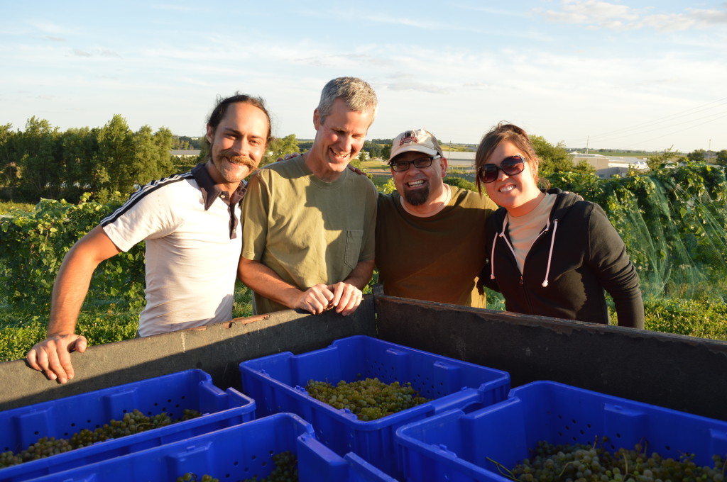 Part of the Kirkwood Community College viticulture class surrounds the harvest of Frontenac Blanc in August 2013, in Cedar Rapids, Iowa. (photo/Cindy Hadish)