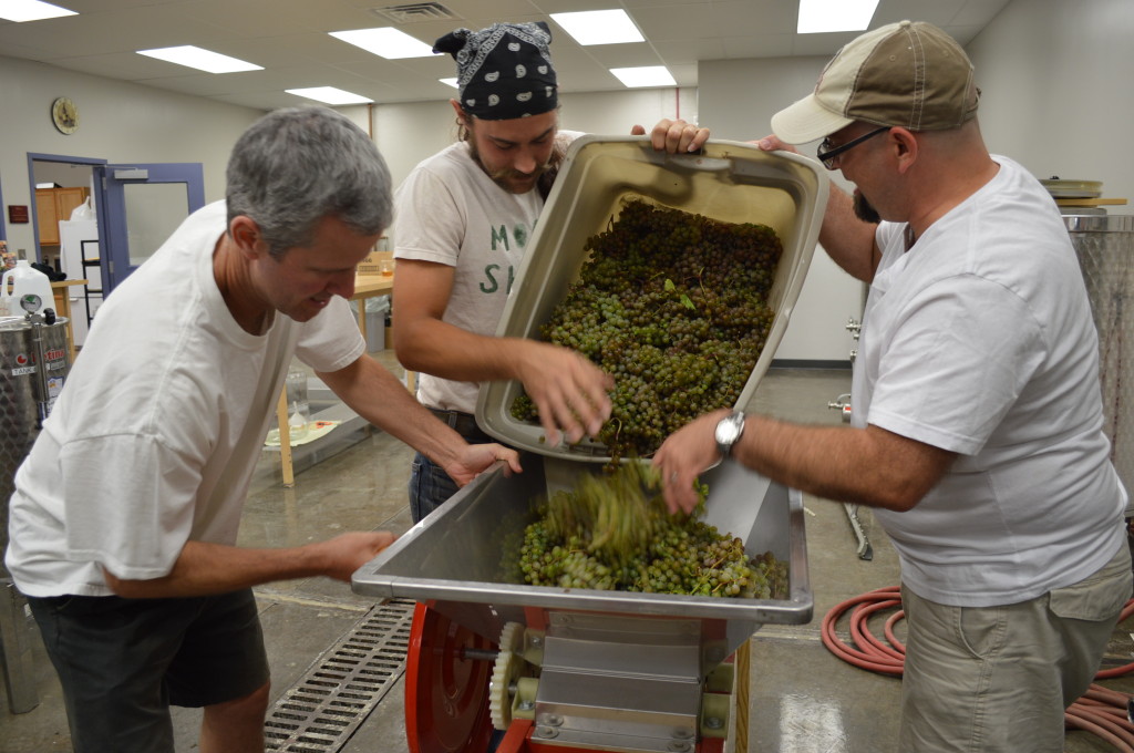 Frontenac Blanc grapes are poured into a field presser at Kirkwood Community College. (Photo/Cindy Hadish)  