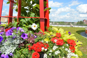 Petunias, sweet alyssum and other flowers grace the containers growing on the new Cedar Rapids Public Library's green rooftop. (photo/Cindy Hadish)