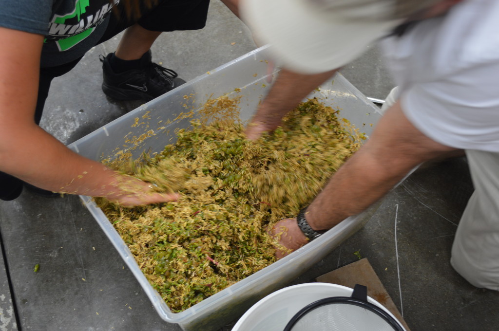 Rice hulls are added to the grapes as a pressing aide. (photo/Cindy Hadish)