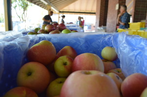 Apples were among the produce offered for sale Wednesday, Sept. 25, 2013, at the Marion Farmers Market. The market moved to a new location this year in City Square Park. (photo/Cindy Hadish)