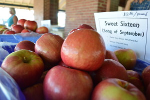 Sweet Sixteen apples, sold by Buffalo Ridge Orchards at the Marion Farmers Market, is a perfect apple for eating fresh. Iowa is experiencing a bumper crop of apples this year. (photo/Cindy Hadish)