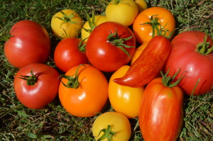 Heirloom tomato photo/Cindy Hadish
