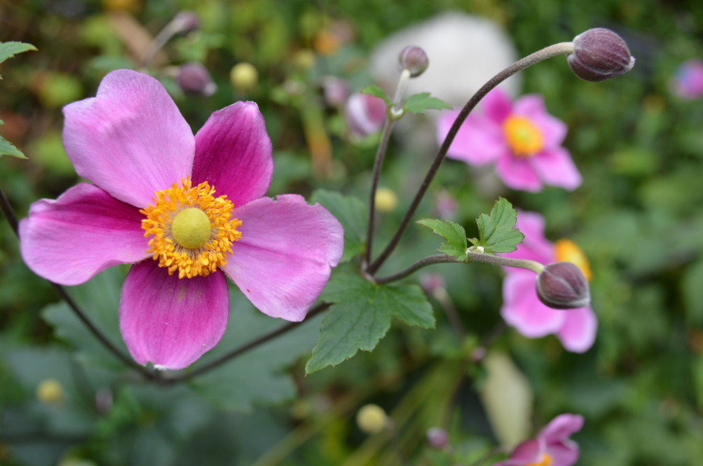 Pink Japanese anemone add color to fall gardens. (photo/Cindy Hadish) 