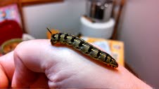 This caterpillar,  found in an east-central Iowa garden, is in need of a positive ID. 