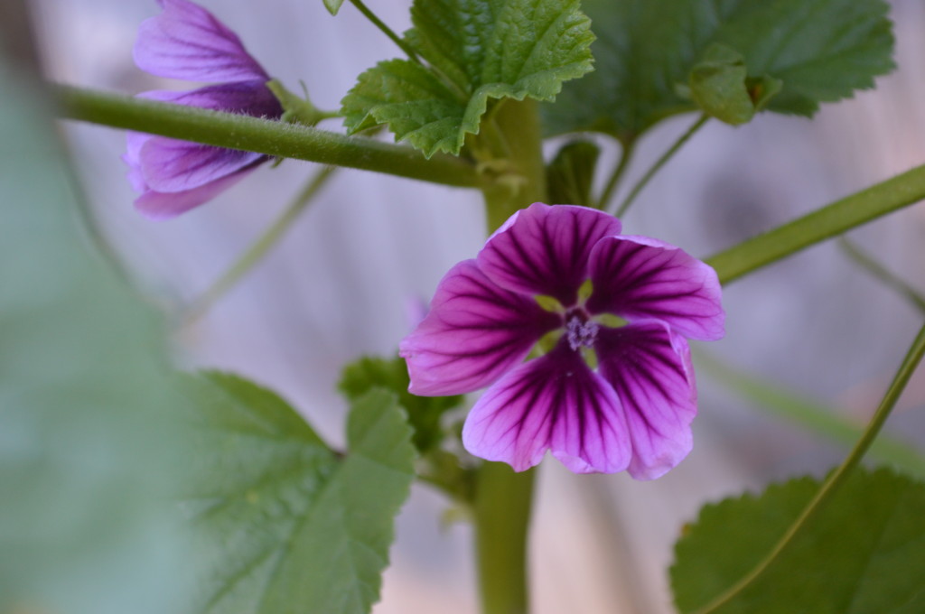 Malva tend to be hardier plants, able to withstand a hard frost. (photo/Cindy Hadish)