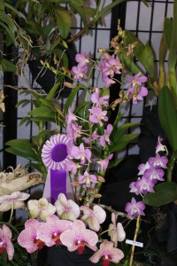 Dendrobium Pegasus Pink - owner Jon Lorence, Solon - show chairman - best of class Dendrobium orchid in show 2012. (photo/Eastern Iowa Orchid Society)