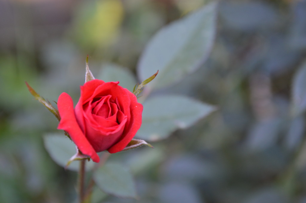 A miniature rose blooms on Sunday, Oct. 27, 2013, after Iowa experienced snow and a hard freeze. (photo/Cindy Hadish)