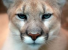 Mountain lion/cougar photo/Wikipedia