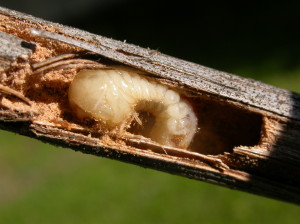 Many insects, such as this beetle larva, can avoid or tolerate extreme cold temperatures by living inside plant tissues or below ground. Here a twig borer grub spends the winter inside grape shoots. (photo/D. Haviland)
