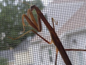 While some insects won't be affected by Iowa's recent cold streak, others, like the praying mantis, could see population declines. (photo/Cindy Hadish)
