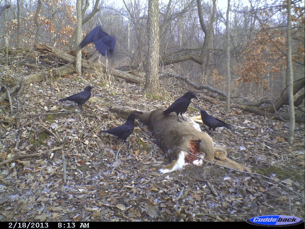 The circle of life is shown through scenes shot by the Indian Creek Nature Center's trail cameras. (photo/Indian Creek Nature Center)