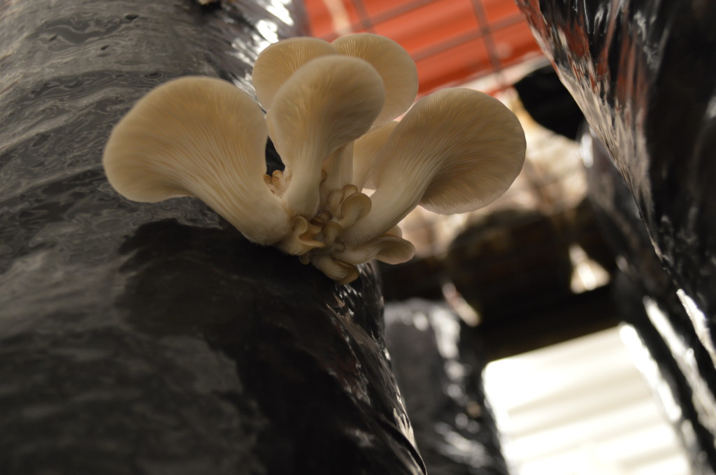 Oyster mushrooms grow on one side of the room, with lion's mane on the other side. (photo/Cindy Hadish)