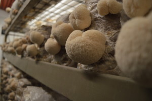 Lion's mane mushrooms grow inside the Mushroom Mills grow room in rural Columbus Junction. Grower Todd Mills sells the mushrooms at farmers markets and food co-ops. (photo/Cindy Hadish)