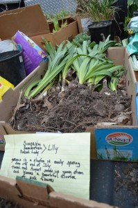 Plant swap, farmers market and gardening classes set in Ely