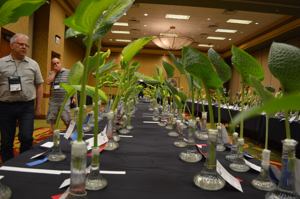 The cut leaf display generates amazement during the American Hosta Society national convention at the Cedar Rapids Marriott. The display is open to the public. (photo/Cindy Hadish)