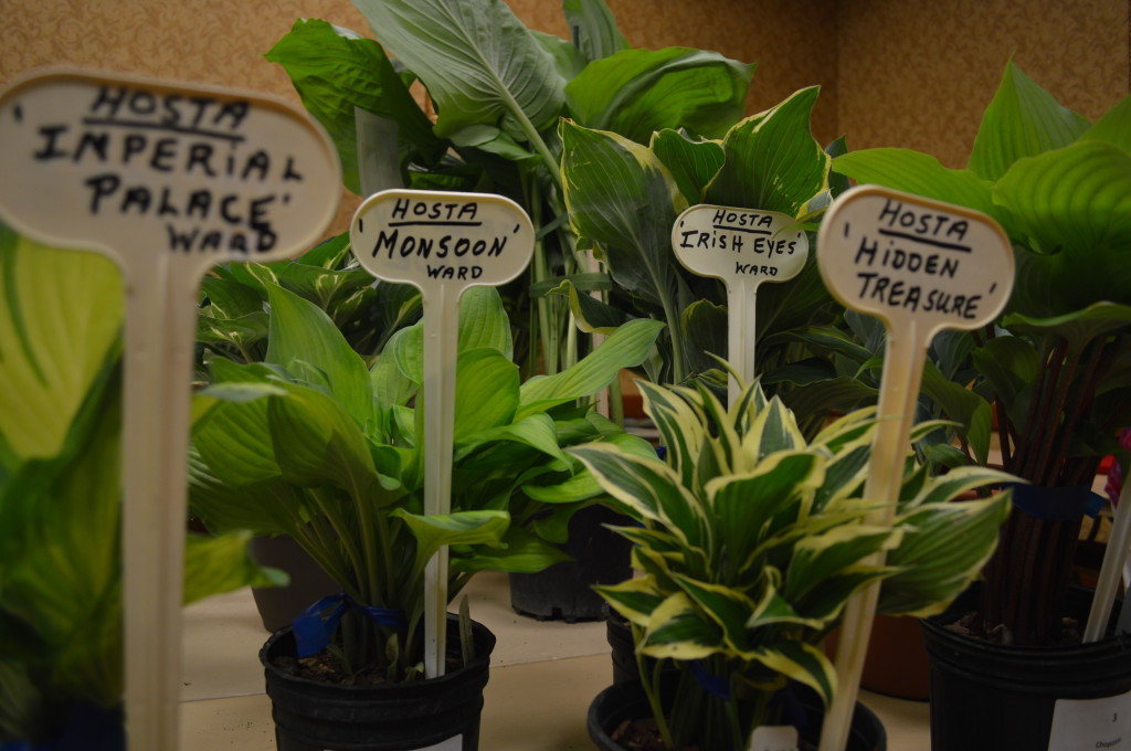 Hosta that will be auction during the American Hosta Society national convention are shown at the Cedar Rapids Marriott on June 12, 2014. The conference runs through June 14. (photo/Cindy Hadish)